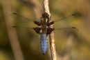 Male_Broad-bodied_Chaser